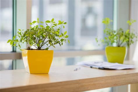Premium Photo Potted Plants In Office
