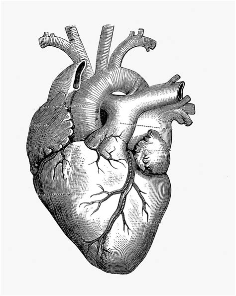 Drawing Anatomy Heart Diagram Heart Anatomy Drawing Hd Png Download