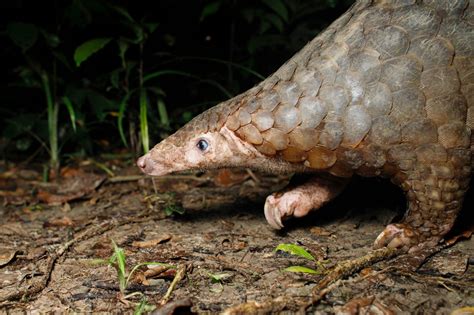 Pangolins The Complete Guide