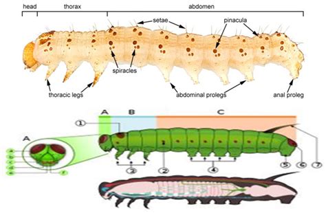 Larval Morphology Overview A Head B Thorax C Abdomen 1