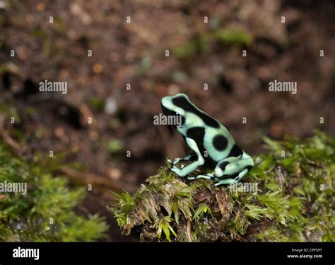 Rainforest Stock Photos And Rainforest Stock Images Alamy