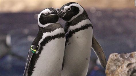 Japans Aquarium Penguins Lead Complicated Lives Of Feuding Love