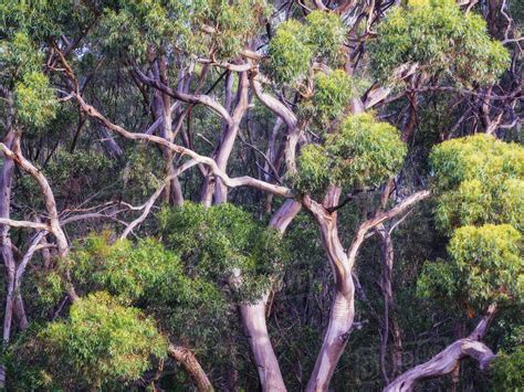 Abstract Details Of Eucalyptus Trees Gum Trees In