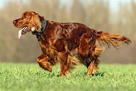 Irish Setter Red Setter Dog Breed Information And Characteristics