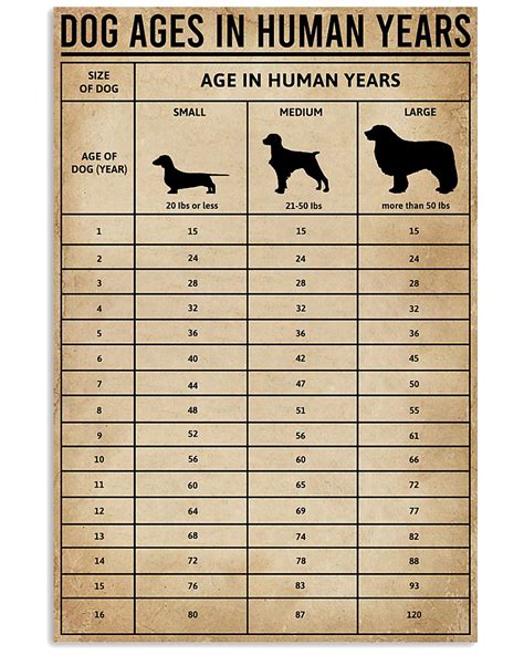 Dog Ages In Human Years
