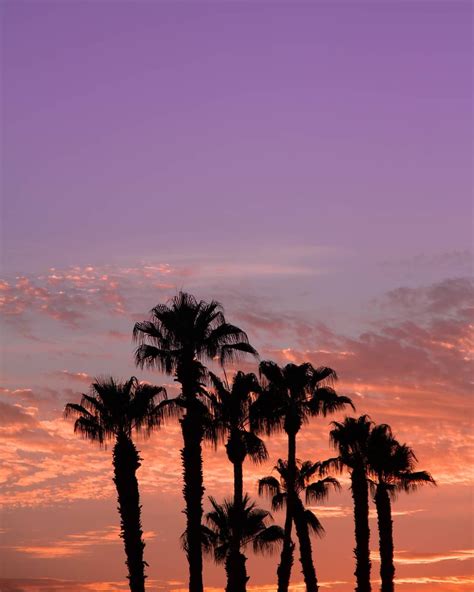 Sunrise With Palm Tree Silhouettes In Palm Springs California