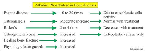 Alkaline Phosphatase Level Alp