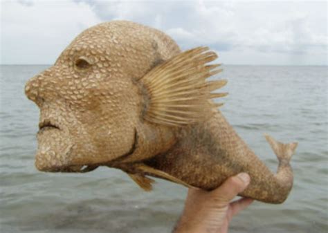 Weird Taxidermy Saturday Humanoid Sea Monster — The World Of Kitsch
