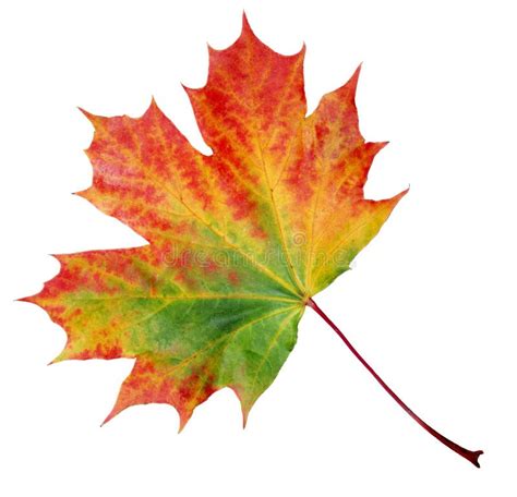 Autumn Maple Leaf Stock Image Image Of Decay Leaves 11184687