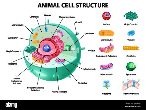 Animal Cell Anatomy Infographics With Detailed Educative Diagram And