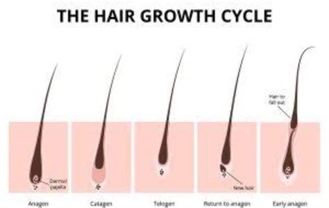 However, there are plenty of factors that can actually affect hair growth. How long can my hair grow in a span of 2 weeks? - Quora
