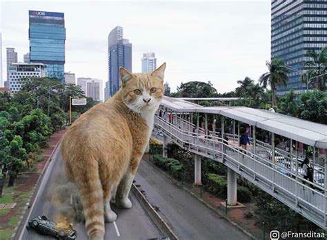 Heres What Life Would Be Like If Giant Cats Existed