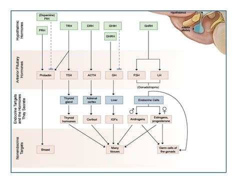 Endocrine system, Hormones, Endocrine