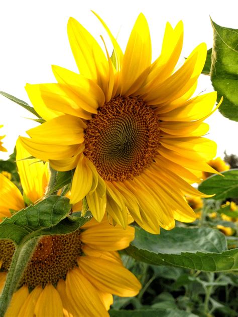 Sunflower Free Stock Photo - Public Domain Pictures