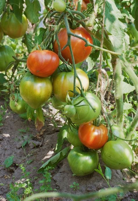 14 Best Tomato Varieties For Southern Gardens And Growing Tips