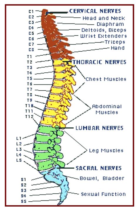 The Spinal Column And The Essential Muscles And Somatic Visceral Download Scientific Diagram