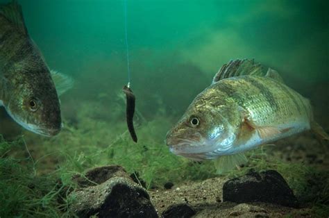 The Impact of Invertebrates on Perch & Walleye Fishing