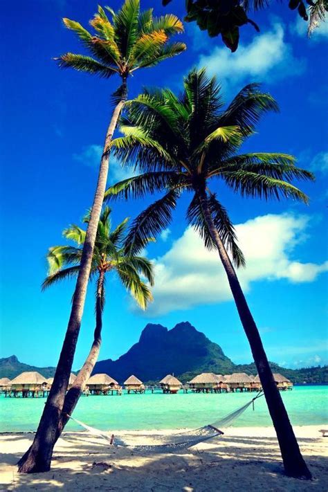 Top 10 Most Tropical Islands In The World Palmboom Reizen Vakantie