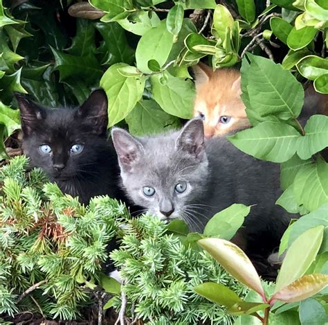 This Trio Of Siblings Greeted Me From The Bushes Outside Of The Restaurant As I Got Into My Car