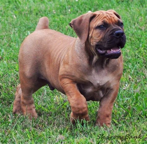 Boerboel Farm Dogs Boerboel African Boerboel Bull Mastiff Dogs