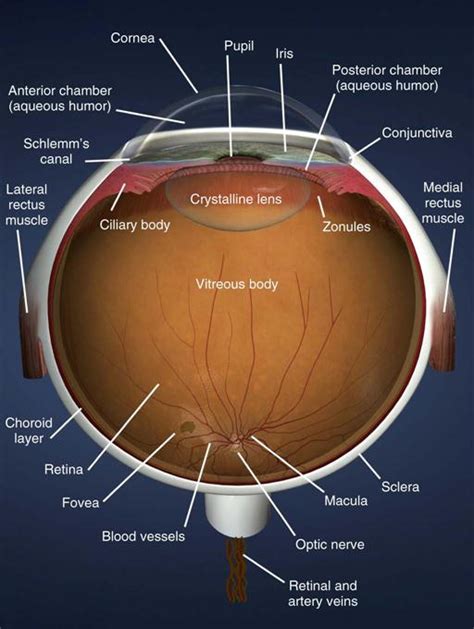 Ophthalmic Surgery Basicmedical Key