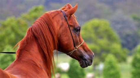 Arabian Horse Facts And Information Breed Profile