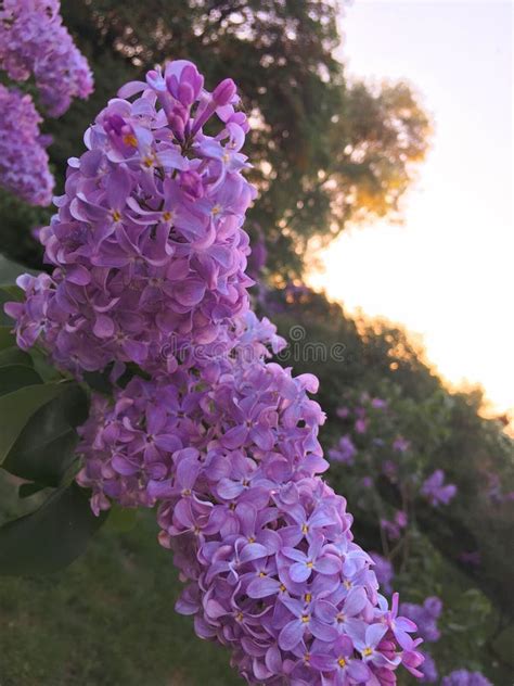 234 Lilacs Sunset Photos Free And Royalty Free Stock Photos From Dreamstime