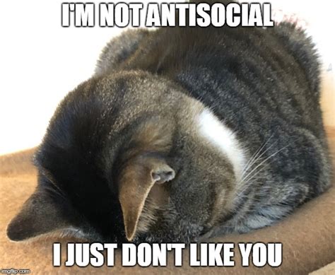 If You Think Cats Are Antisocial Maybe Its You Scientists Find The