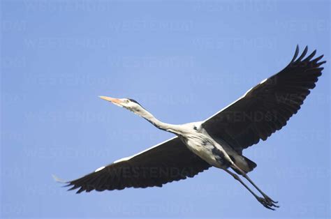 Grey Heron Flying Stock Photo