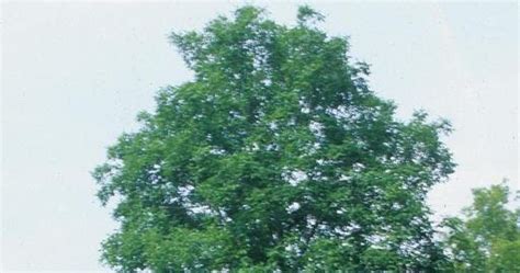 Meet A Tree Mockernut Hickory Bullnut Hognut White Hickory Or