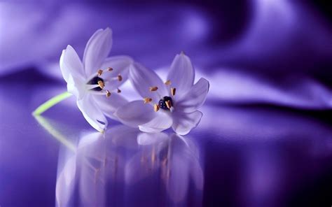 Purple Flower Backgrounds Pictures