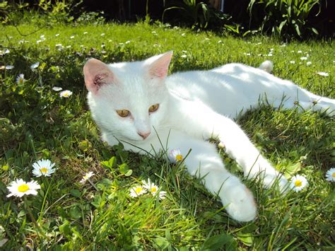 Gambar Putih Padang Rumput Bunga Membelai Anak Kucing Binatang