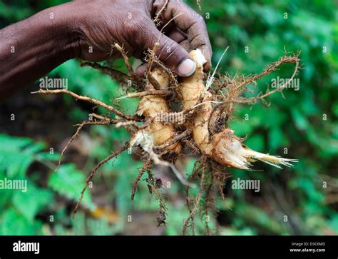 Fresh Caribbean Root Ginger Stock Photo Alamy