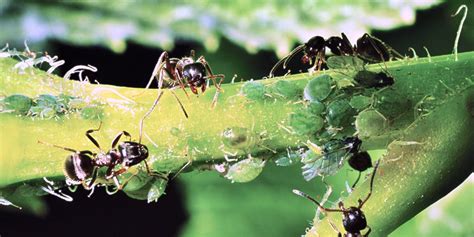 What is a colony of ants? Got Ants in Your Plants? Here's What You Need to Know