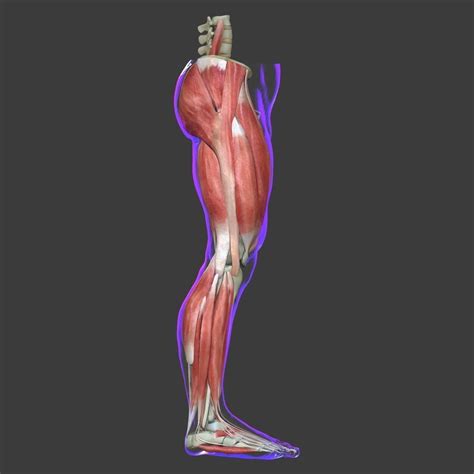 Human Leg Muscle Anatomy Medical Edition 3d Model Leg Muscles