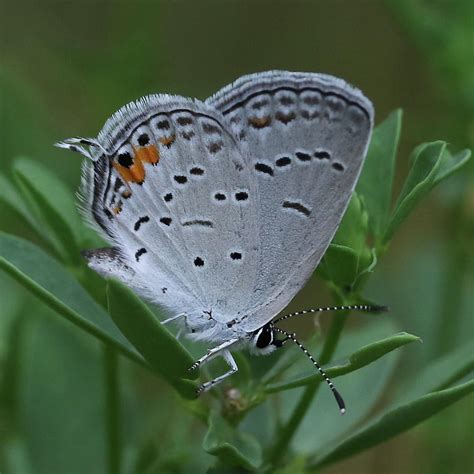 Eastern Tailed Blue Butterfly Photograph By Doris Potter Fine Art America