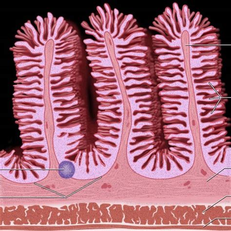 Villi In Small Intestine Colon Villi In Motion Stock Footage Video