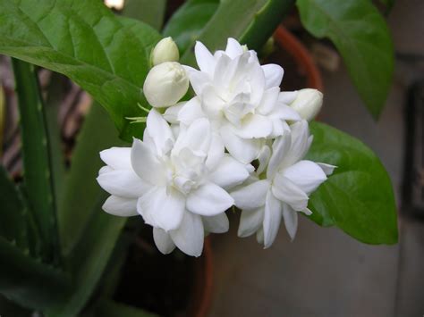 Jasmine or jessamine is any of the more than two hundred species of shrubs and vines comprising the plant genus jasminum of the olive family (oleaceae). Mogara - Jasmine Four | Common name: Arabian Jasmine ...