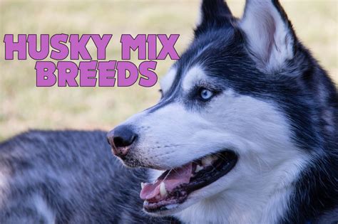 Top 20 Cutest Husky Mix Breeds All About Dogs