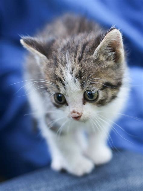 Magical Meow Kittens Cutest Cute Little Kittens Cats And Kittens