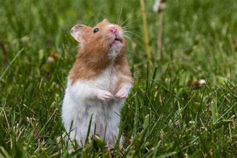 Hamster Standing In Grass Looking Up Stock Photo Image Of Rodent