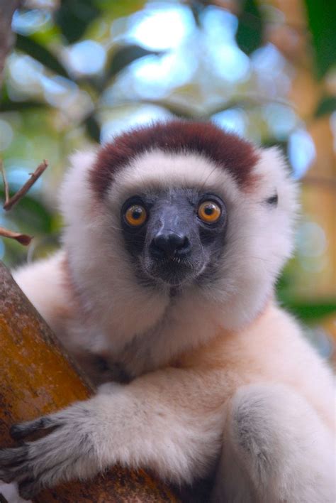 Madagascar Cute Wild Animals Animals Beautiful Rare Animals