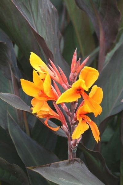 Pacific Beauty Canna Lily For Sale Buy Canna Pacific Beauty Orange
