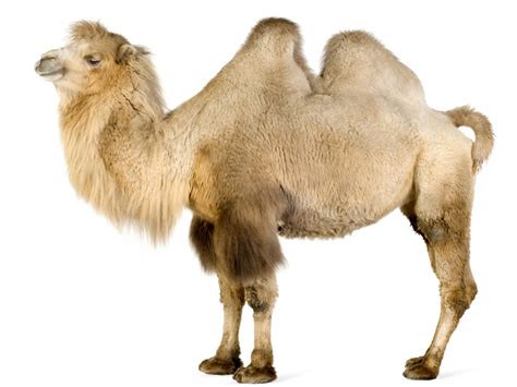 Bactrian Camel Alchetron The Free Social Encyclopedia