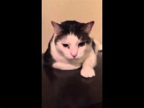 This is called sleep or nocturnal bruxism. Cat grinding teeth - YouTube