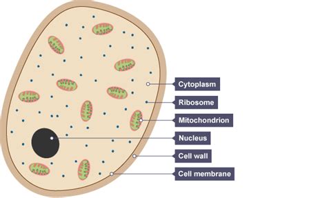 Their genes contain clues to our history. Animal Cell Diagram Gcse Bitesize - Kitchen Cabinet Design