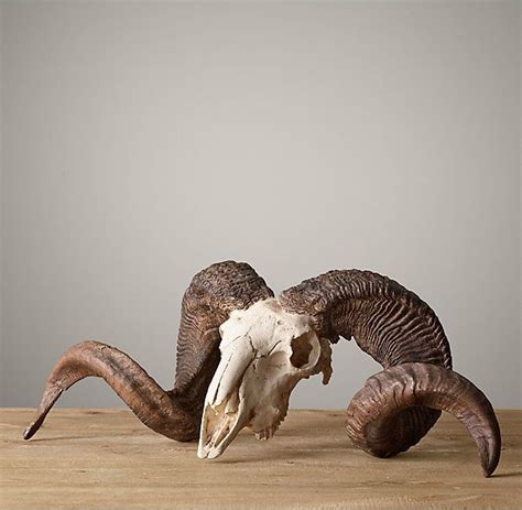 Ram Horns Cast In Resin Sheep Skull Animal Skeletons Animal Skulls
