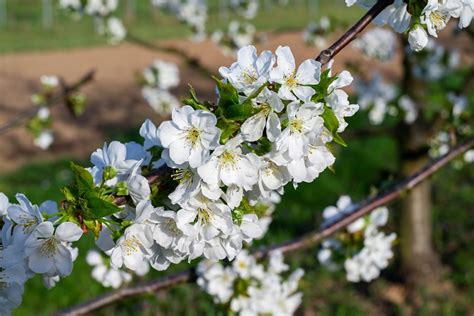 White Flowering Cherry Trees Trees For Sale Ireland Hedgingie