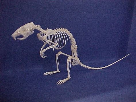 Brown Rat Skeleton Brown Rat Animal Skeletons Animal Drawings