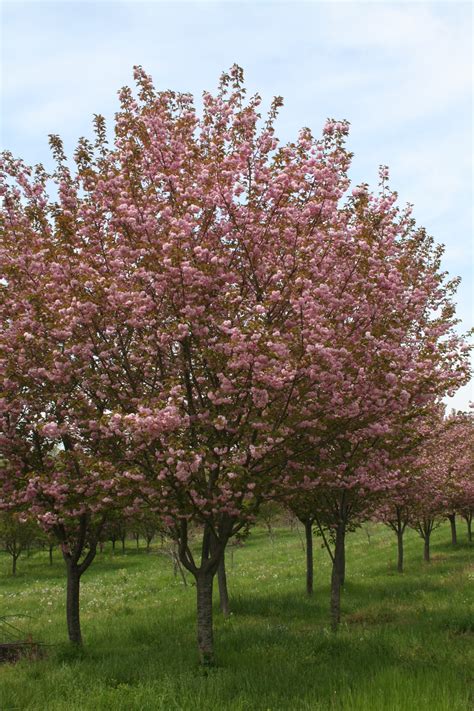 Flowering Tree Kwanzan Cherry Prunus Serrulata Kwanzan Shade Tree Farm